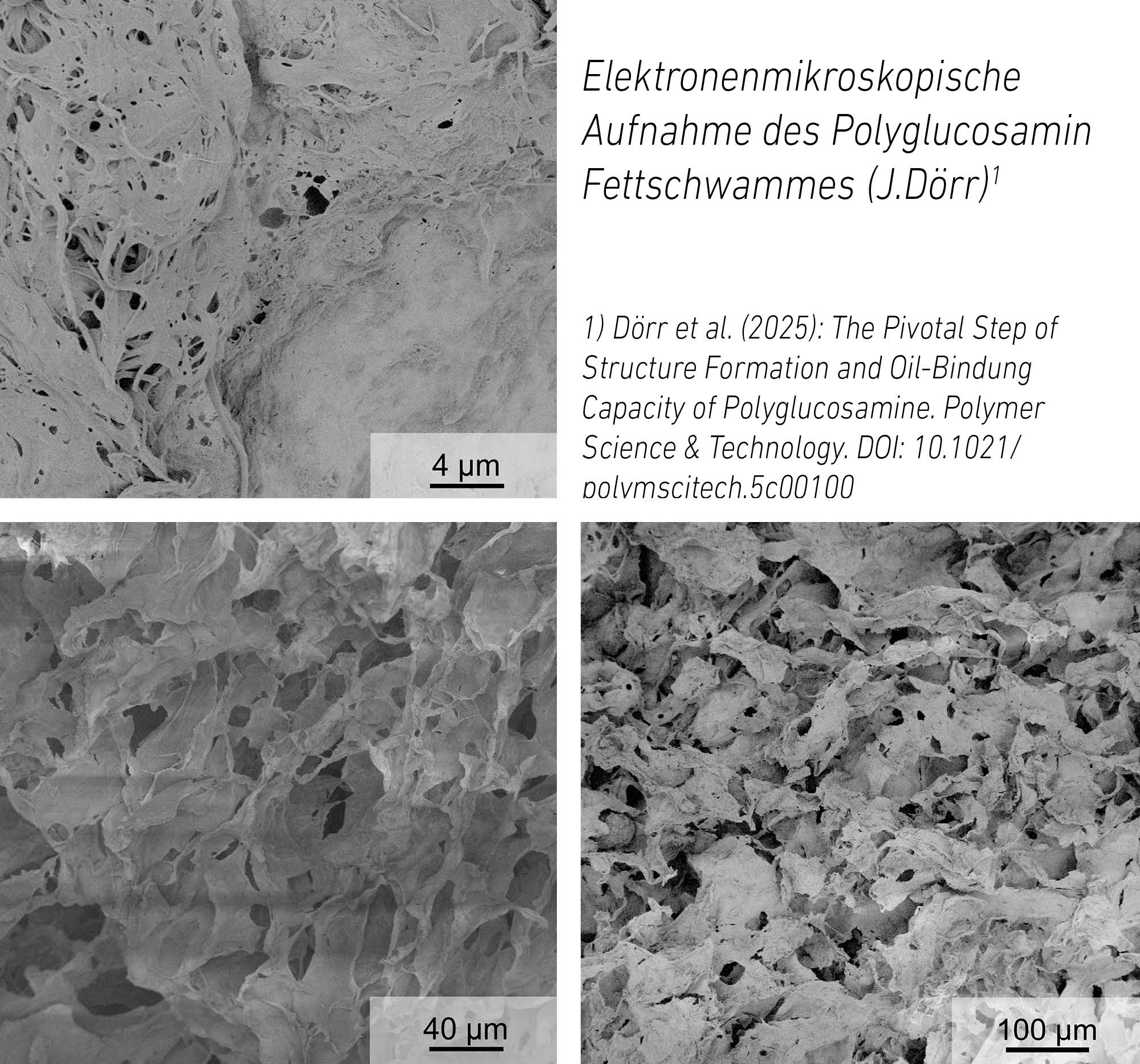 Polyglucosamin Fettschwamm unter dem Elektronenmikroskop mit Struktur zur Öl- und Fettbindung